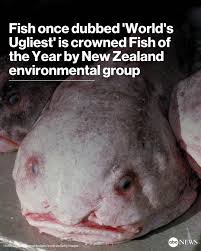 Image result for blobfish