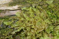 Attēlu rezultāti vaicājumam “Jungermannia subulata”