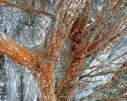 Attēlu rezultāti vaicājumam “Trentepohlia sp.”