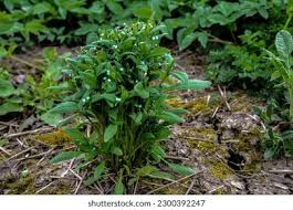 Attēlu rezultāti vaicājumam “Myosotis sparsiflora flower”