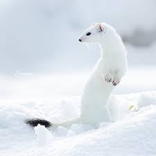 Attēlu rezultāti vaicājumam “Mustela erminea”