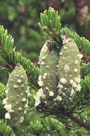 Attēlu rezultāti vaicājumam “Collaria rubens”