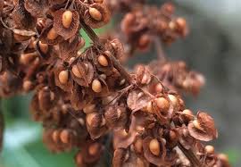 Attēlu rezultāti vaicājumam “Rumex aquaticus fruit”