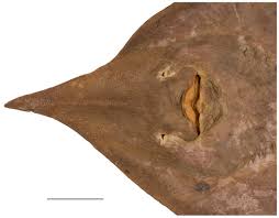 Image result for Leucoraja ocellata