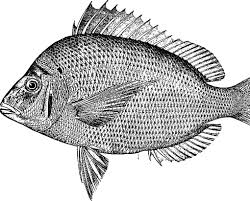 Image result for Stenotomus chrysops