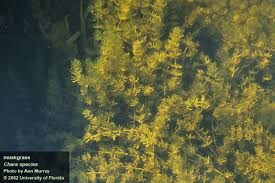 Attēlu rezultāti vaicājumam “Chara filiformis”