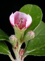 Attēlu rezultāti vaicājumam “Cotoneaster divaricatus”