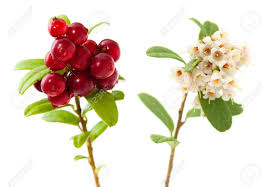 Attēlu rezultāti vaicājumam “Vaccinium vitis-idaea flower”