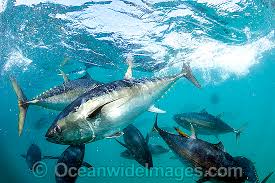Image result for Thunnus maccoyii