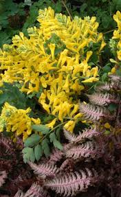Attēlu rezultāti vaicājumam “Corydalis”