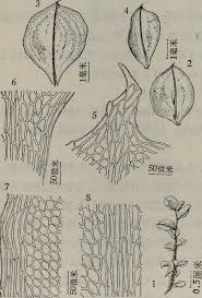 Attēlu rezultāti vaicājumam “Cinclidium stygium”