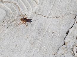 Attēlu rezultāti vaicājumam “Adelphocoris quadripunctatus imago”