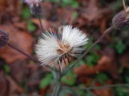 Attēlu rezultāti vaicājumam “Erigeron acris flower”