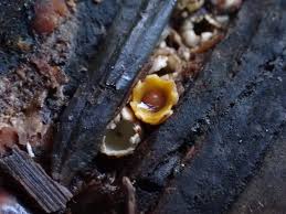 Attēlu rezultāti vaicājumam “Sphaerobolus stellatus”