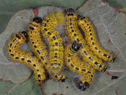 Attēlu rezultāti vaicājumam “Phalera bucephala”