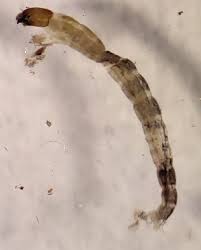 Attēlu rezultāti vaicājumam “Cricotopus male”