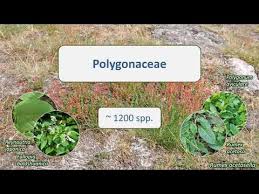 Attēlu rezultāti vaicājumam “Polygonaceae”