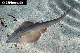 Image result for Glaucostegus cemiculus