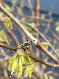 Attēlu rezultāti vaicājumam “Diachea muscorum macro”
