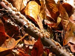 Attēlu rezultāti vaicājumam “Plicaturopsis crispa”