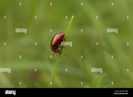 Attēlu rezultāti vaicājumam “Chrysolina staphylaea”