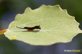 Attēlu rezultāti vaicājumam “Cerura vinula larva”