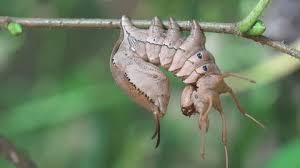 Attēlu rezultāti vaicājumam “Stauropus fagi”