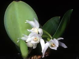 Attēlu rezultāti vaicājumam “Diderma montanum var. album stalked”