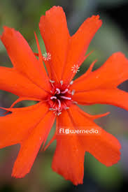 Attēlu rezultāti vaicājumam “Silene x arkwrightii Vesuvius flower”