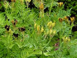 Image result for Myrrhis odorata