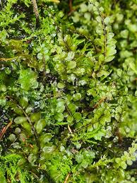 Attēlu rezultāti vaicājumam “Pseudobryum cinclidioides”