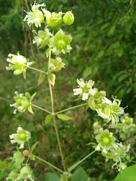 Attēlu rezultāti vaicājumam “Silene baccifera leaf”