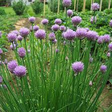 Attēlu rezultāti vaicājumam “Allium schoenoprasum fruit”