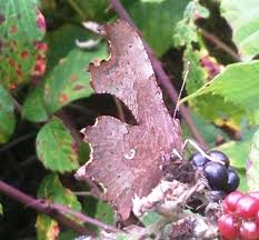 Attēlu rezultāti vaicājumam “Polygonia c-album underside”