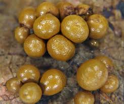 Attēlu rezultāti vaicājumam “Physarum nitens”