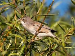 Attēlu rezultāti vaicājumam “Sylvia communis adult”