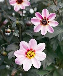 Image result for Dahlia hybrid.