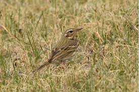 Image result for Anthus hodgsoni