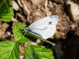 Attēlu rezultāti vaicājumam “Pieris napi”
