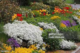 Image result for Aubrieta hybrida (cultorum)