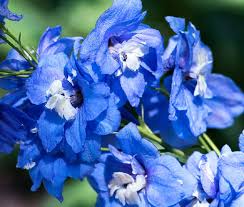 Image result for Delphinium