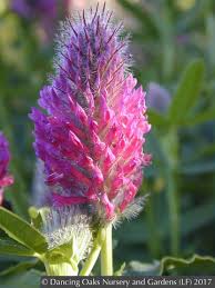 Attēlu rezultāti vaicājumam “Collaria rubens”