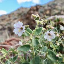 Attēlu rezultāti vaicājumam “Bulbochaete mirabilis”