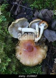 Attēlu rezultāti vaicājumam “Stropharia hornemannii”