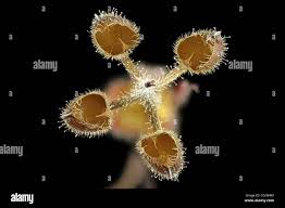 Attēlu rezultāti vaicājumam “Geranium dissectum fruit”