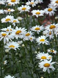 Image result for Chrysanthemum leucanthemum