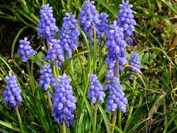 Attēlu rezultāti vaicājumam “Muscari armeniacum flower”