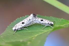 Attēlu rezultāti vaicājumam “Yponomeuta plumbella”