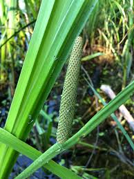 Attēlu rezultāti vaicājumam “Acoraceae”