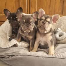 Image result for Banbury Bulldogs